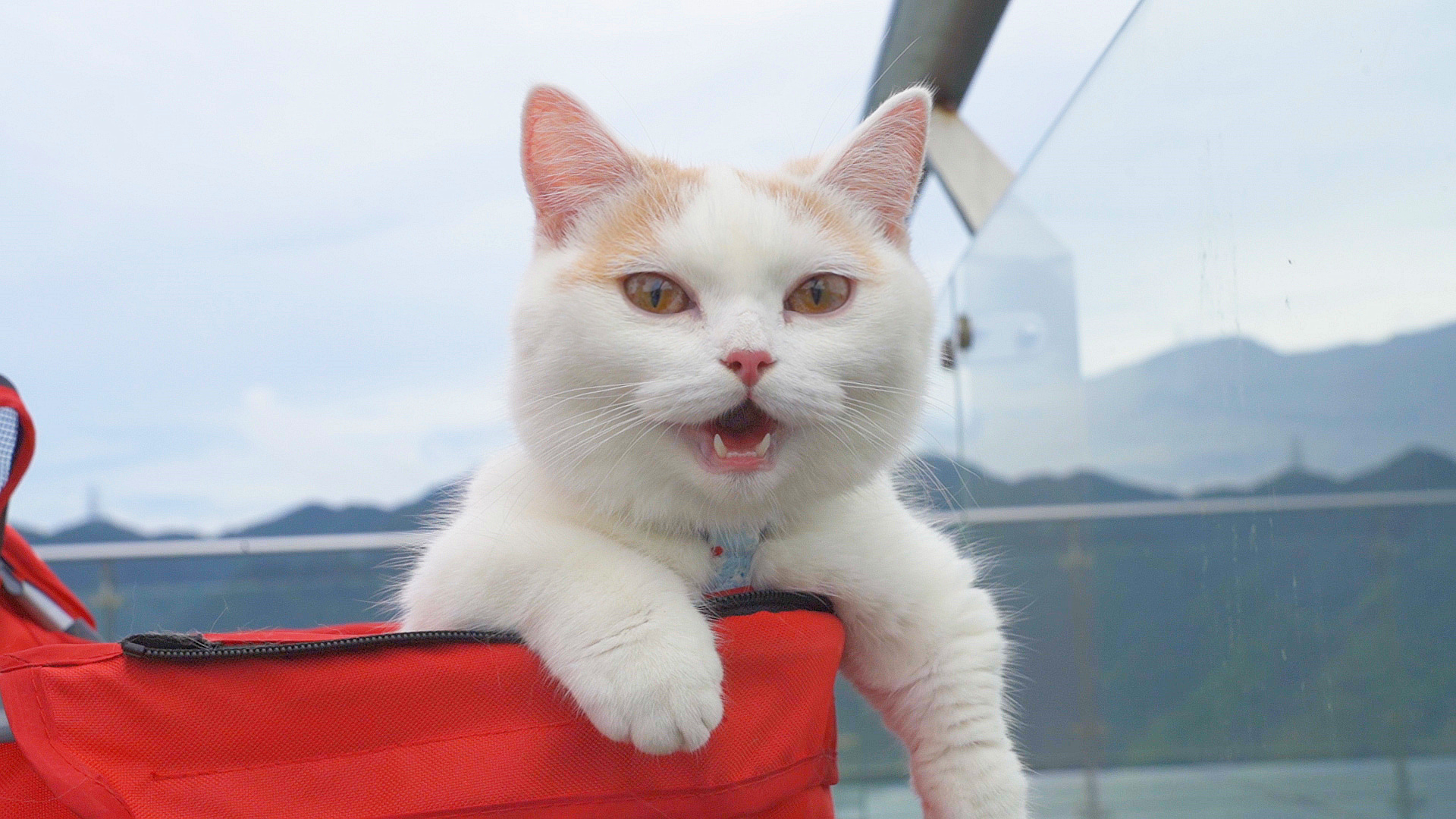 猫咪恐高吗?带猫爬到山顶最高处,猫直接愣住了!