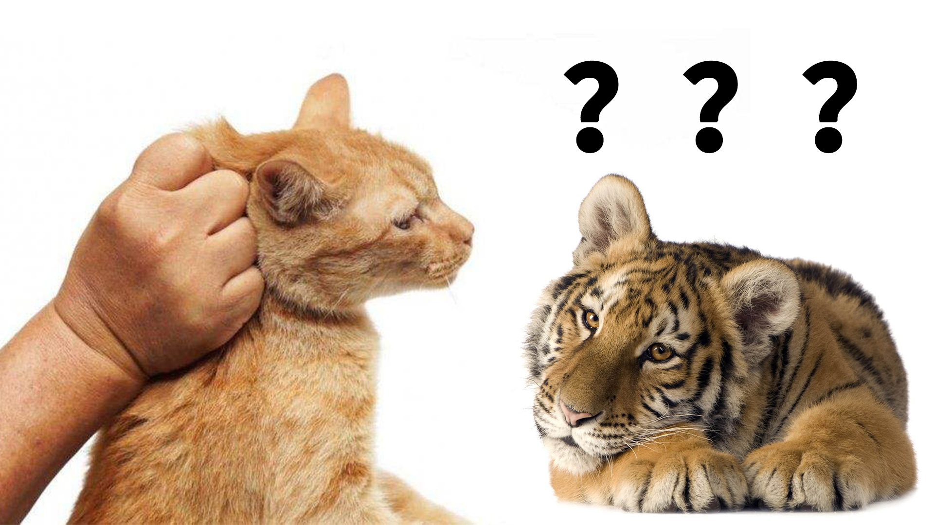 捏住老虎后颈肉,它会像猫咪一样变乖吗?