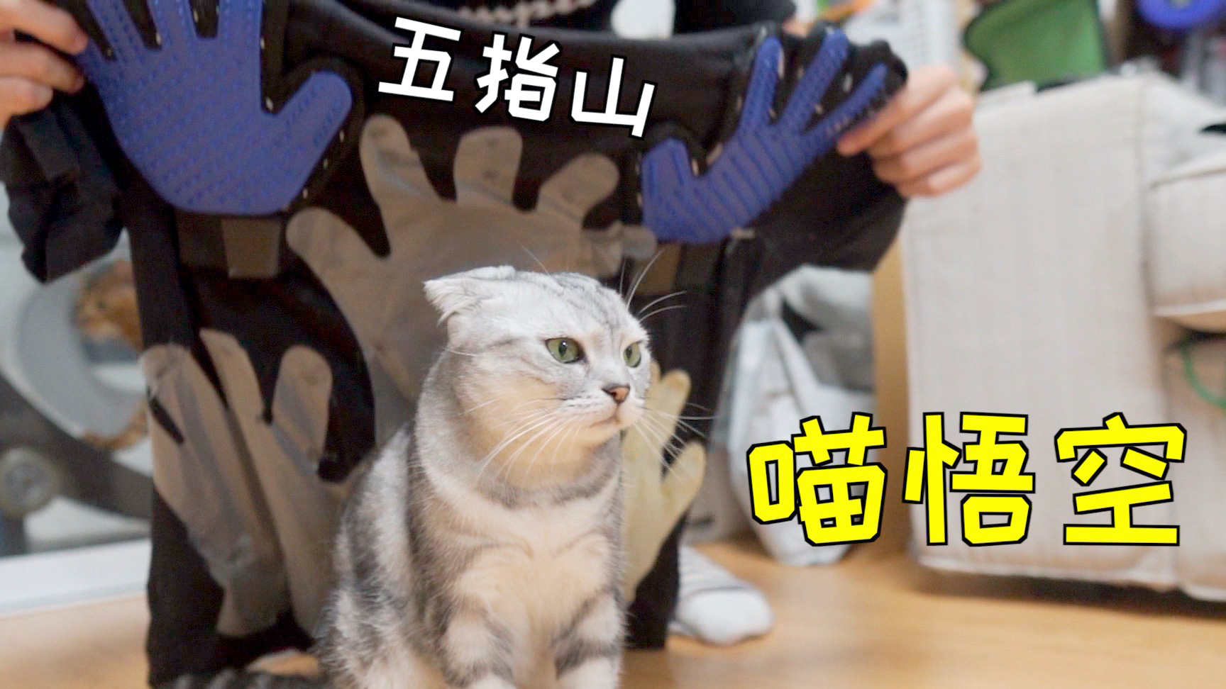 猫咪被压在了五指山下 出来毛都没了!