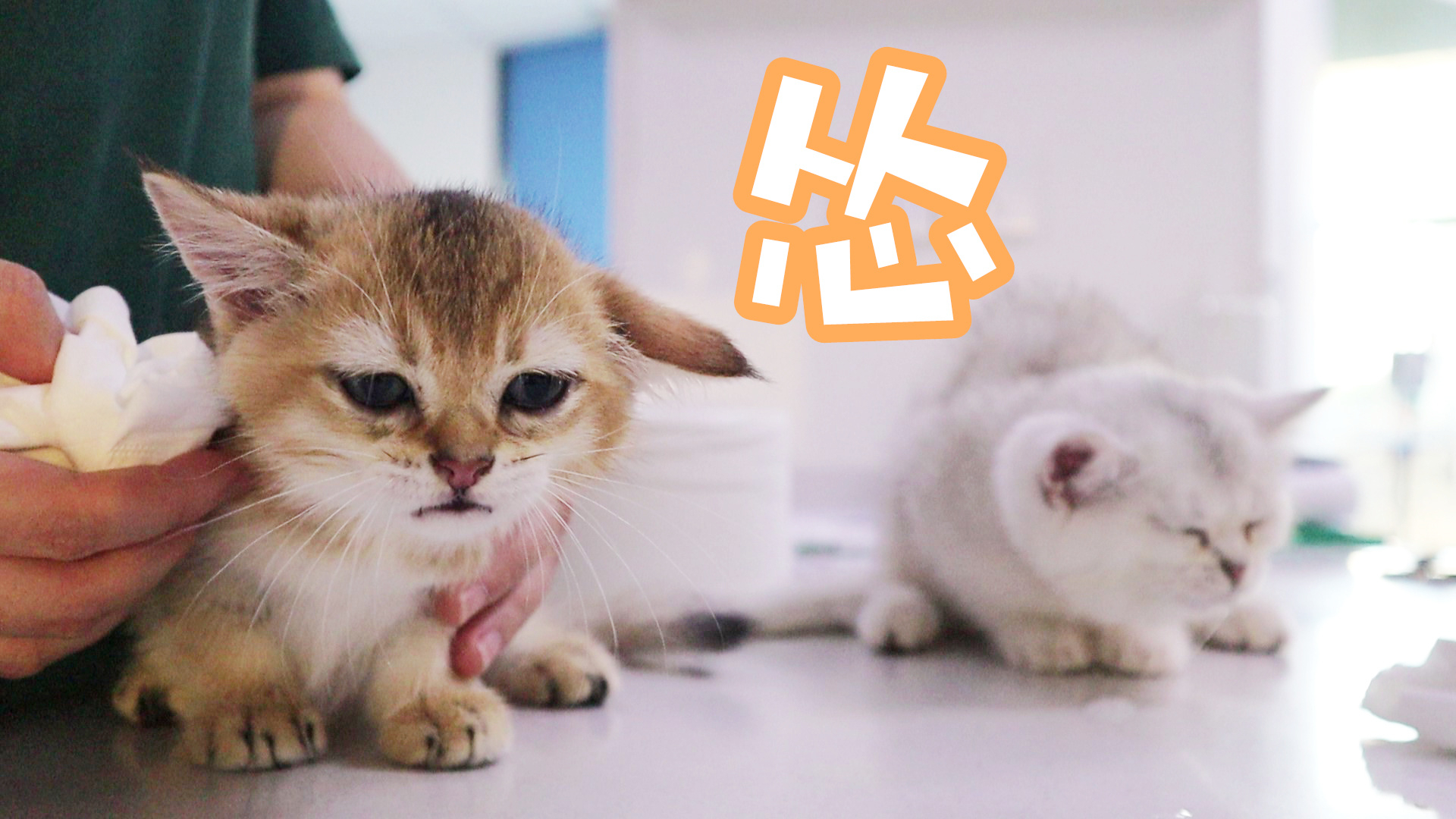 两只怂猫第一次吃药,苦到流眼泪,猫咪姐弟:妈我不想吃药!