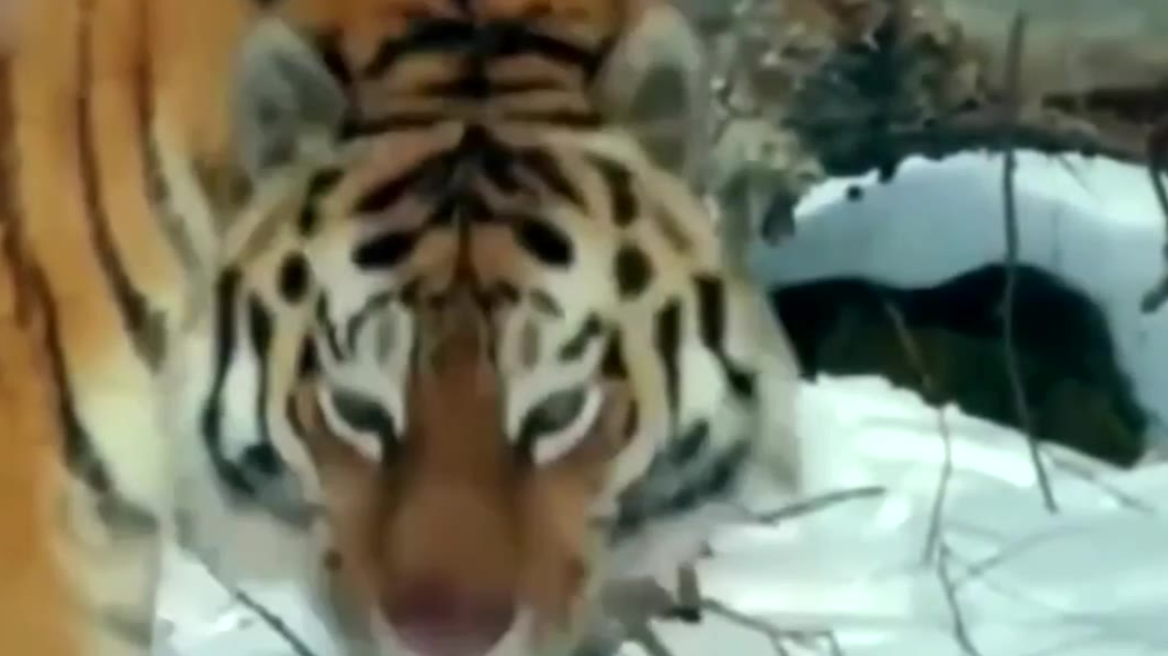 看野生东北虎猎杀400斤大野猪,狮子老虎谁是王者一目了然