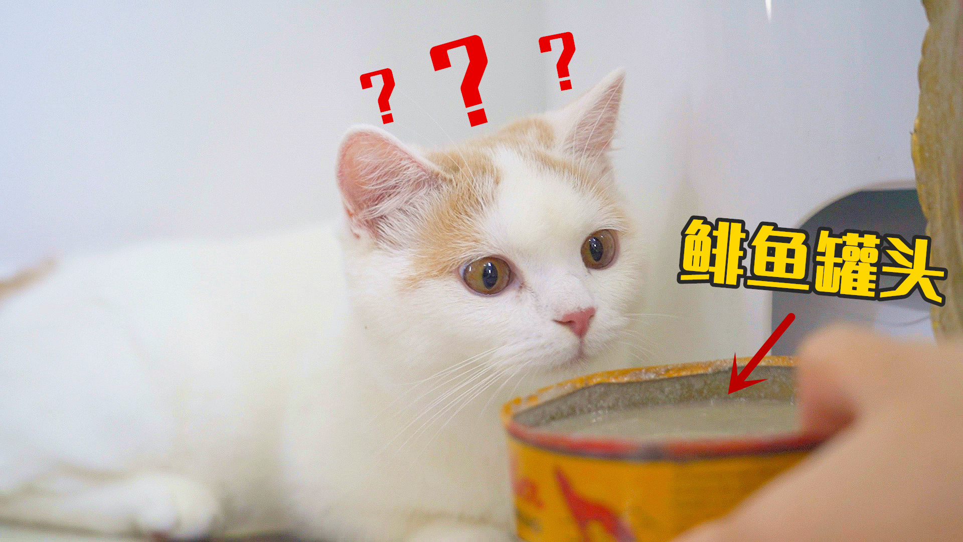 在猫睡觉时,突然给它闻鲱鱼罐头会发生什么?猫:好臭!