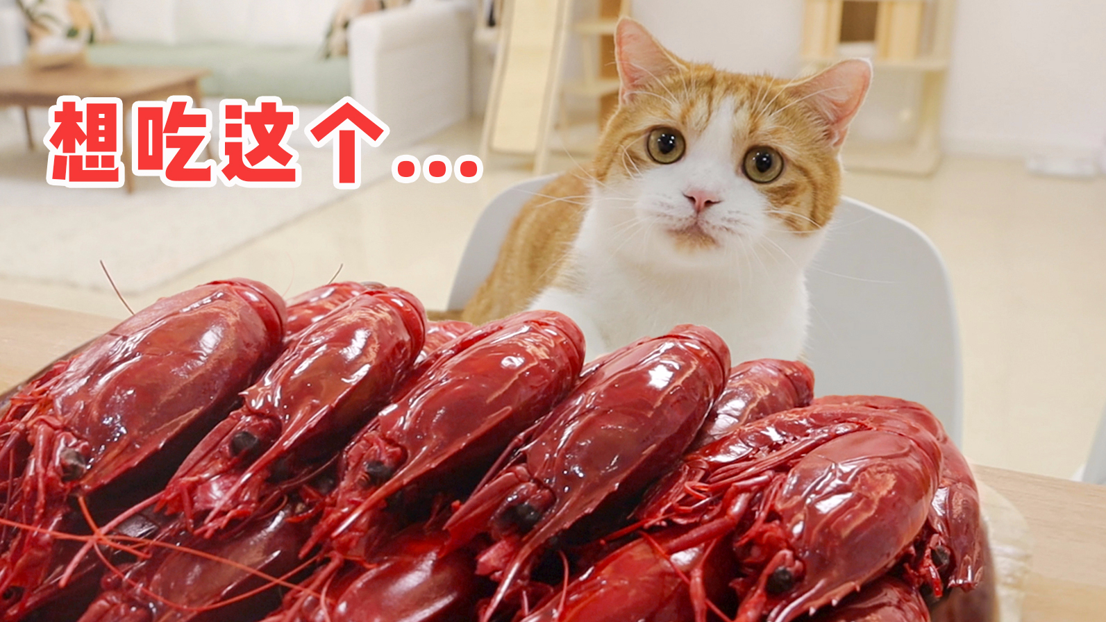 试吃2000元顶级红魔虾,人和猫都爽了,太美味了!