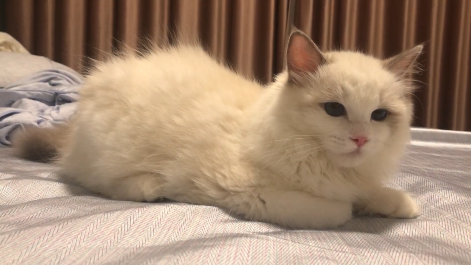 【乌拉喵·猫片】五个月的秃子布偶猫之我没摸你啊!打什么呼噜?