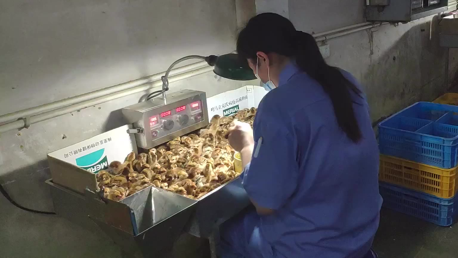 35岁美女当幼鸡鉴别师10年,每天分辨超万只鸡仔:绝不会分错性别