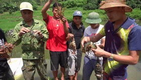 越南老表几个人活捉龙虾,就着草吃真滋味