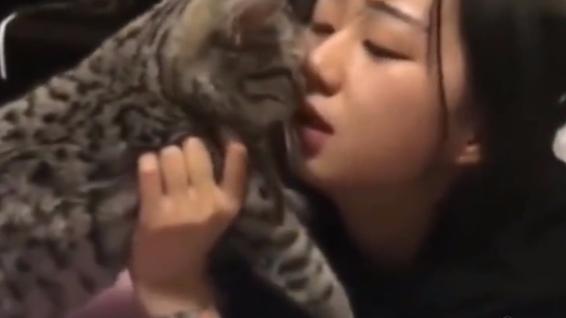 女孩醉酒亲了猫一晚上,给猫整恶心了。喵影cut