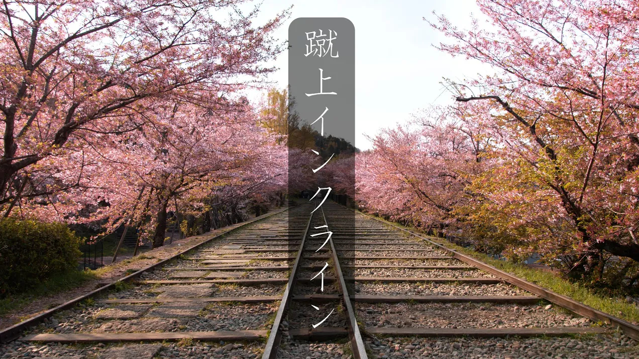 云散步,京都蹴上旧铁道的樱花【京都