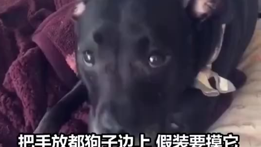 假装要摸猫咪和摸狗狗有什么区别?