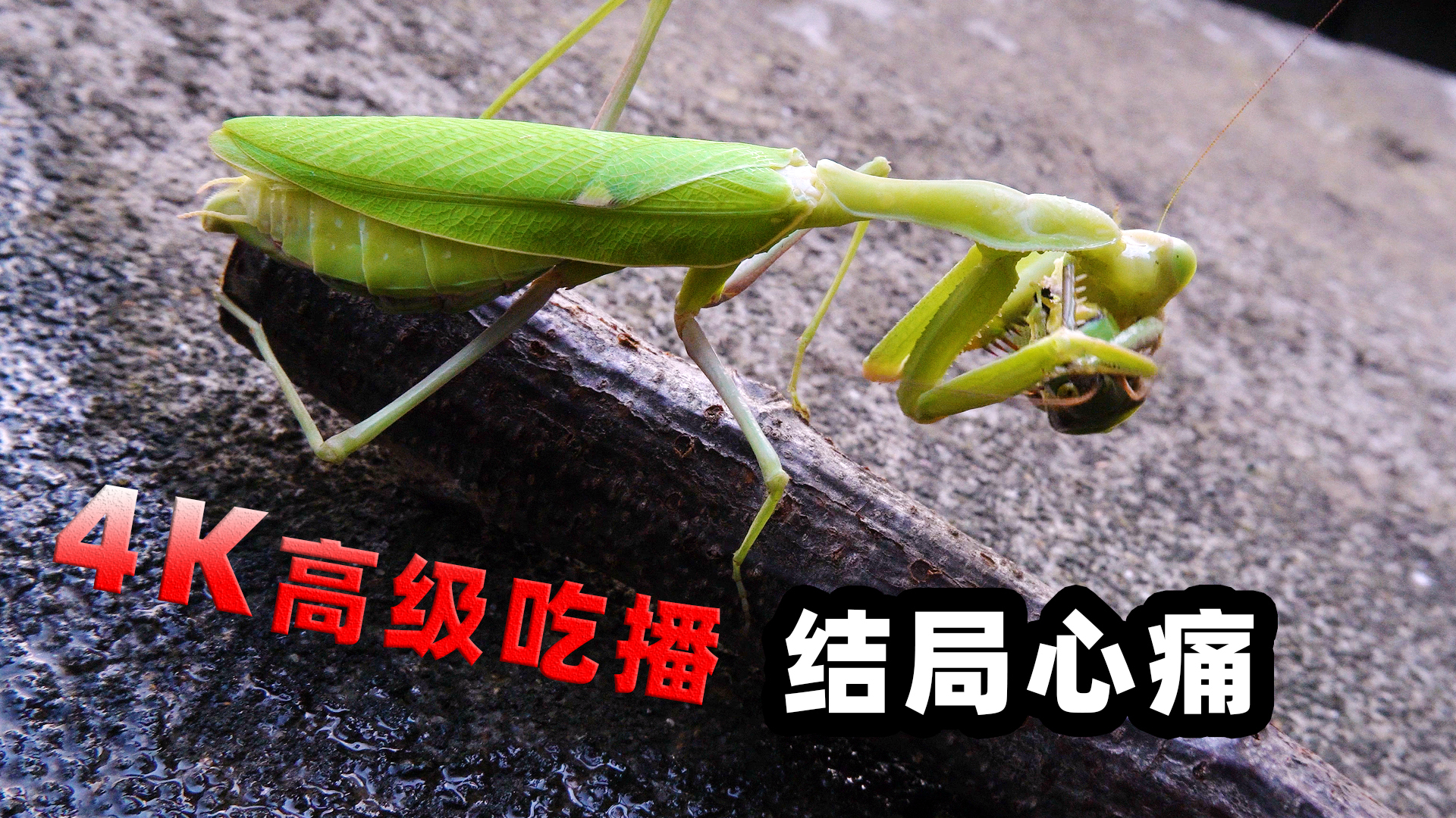 绿巨螳螂4K高级吃播,结局意外又心疼!