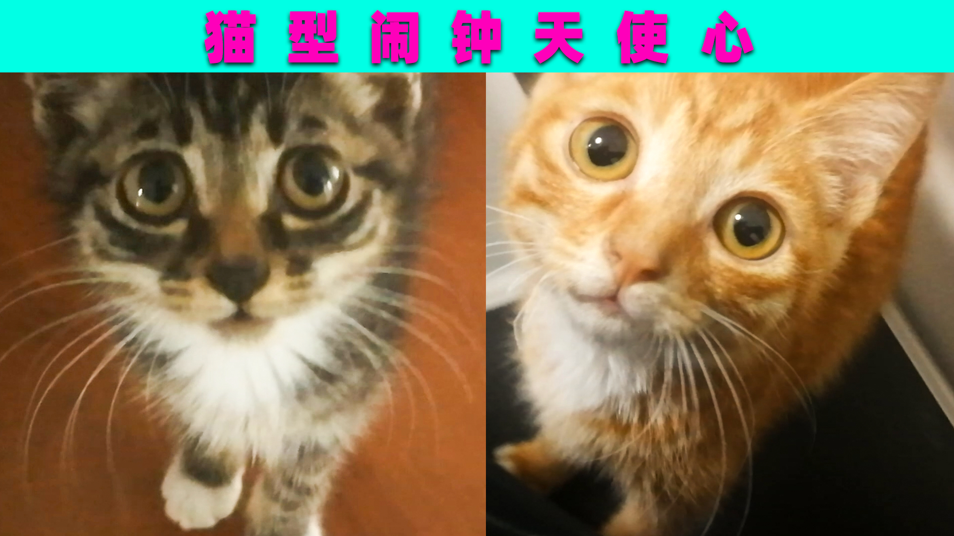 表面看上去是一只小猫咪,其实却是一个小闹钟,你们心动了吗?
