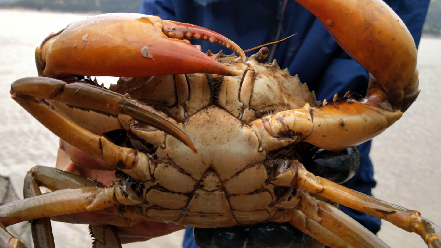 吃了几天青蟹,今天做海鲜汇换口味,留两只大螃蟹能卖多少qian