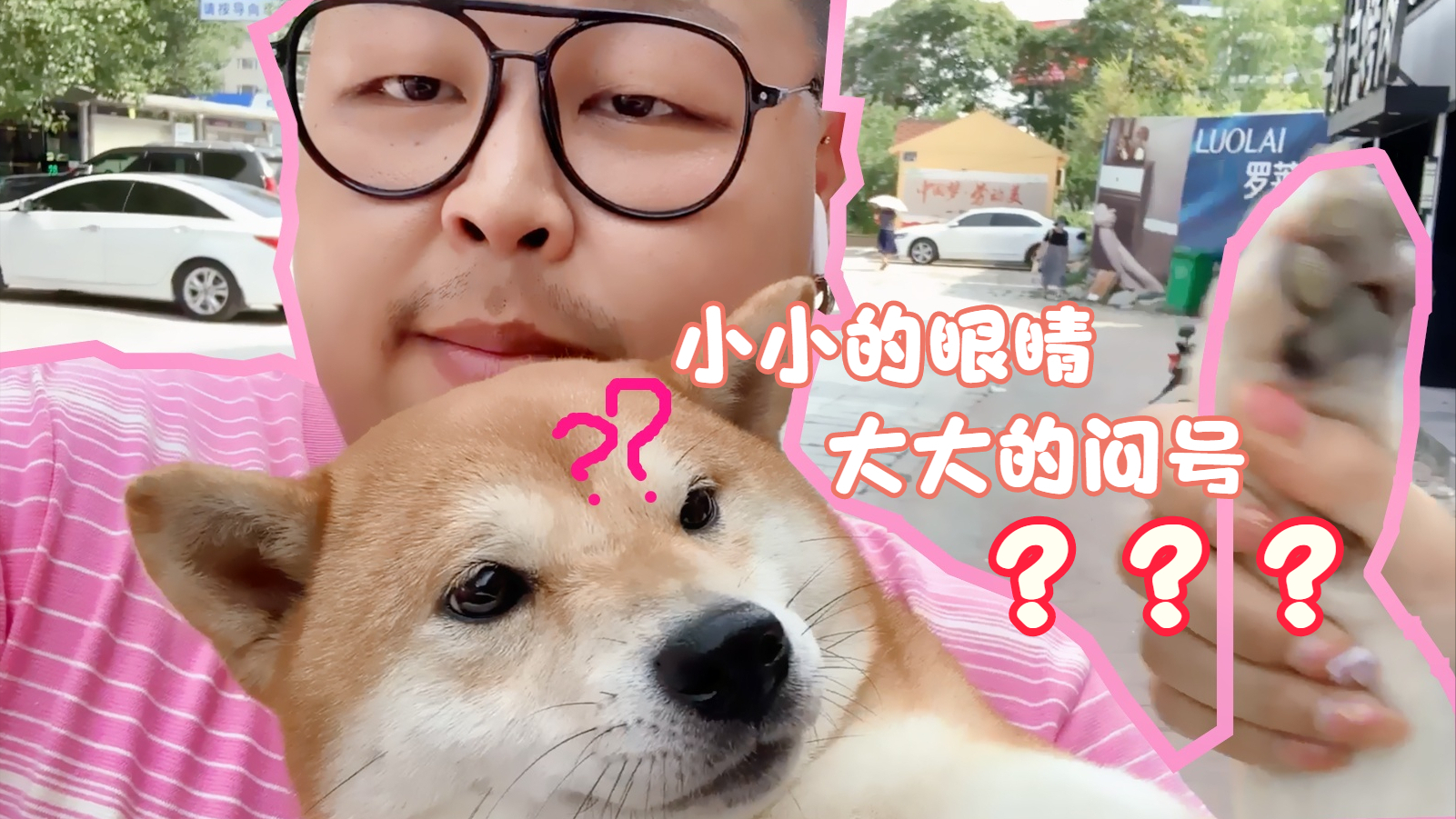 带萌宠99出街的一天,到底会发生怎么样的有趣故事