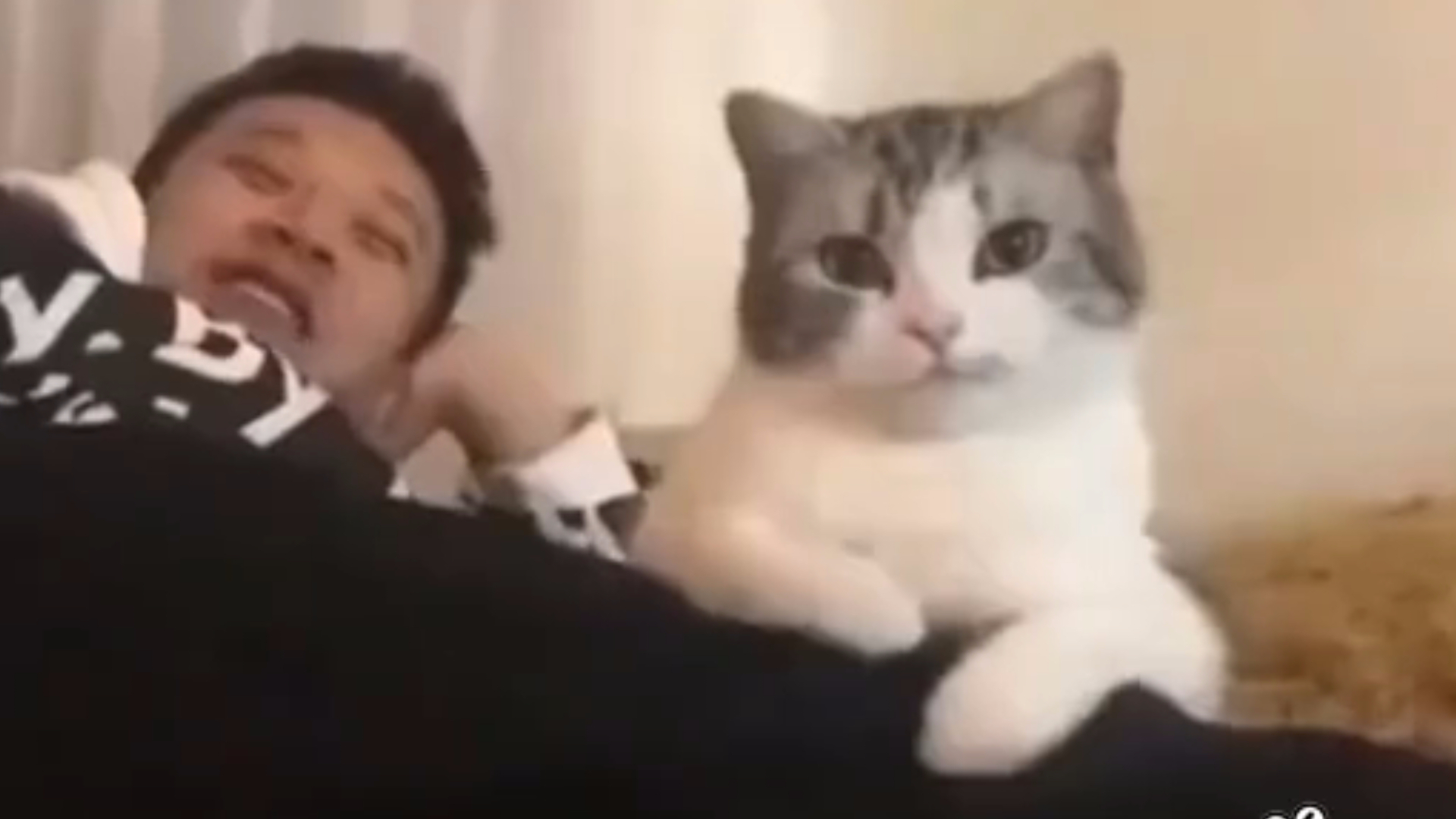 我家的猫现在像我的以个情敌!喵影cut
