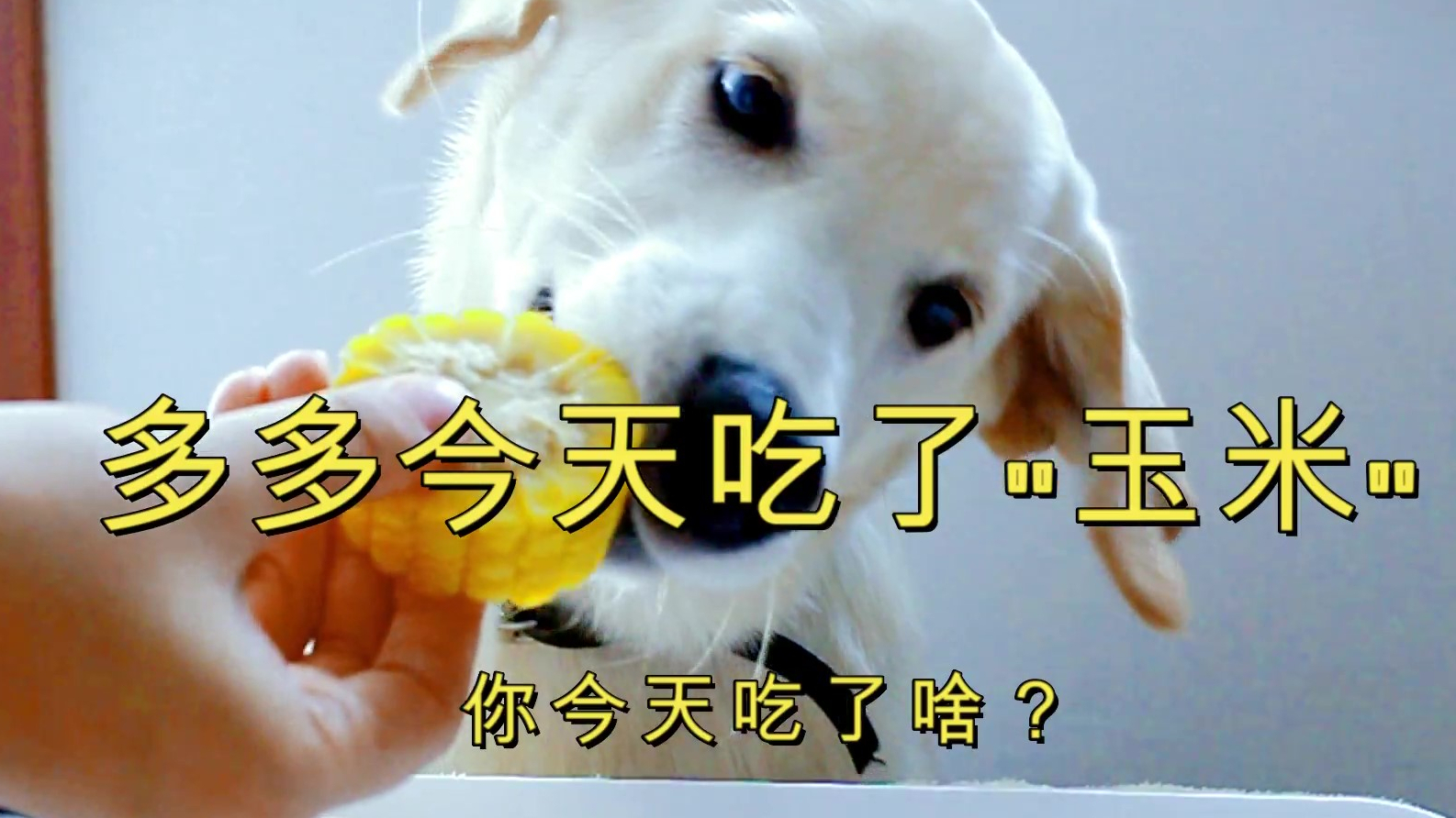 分给拉布拉多一根吃不了的玉米,没吃过玉米的狗吃的很激动