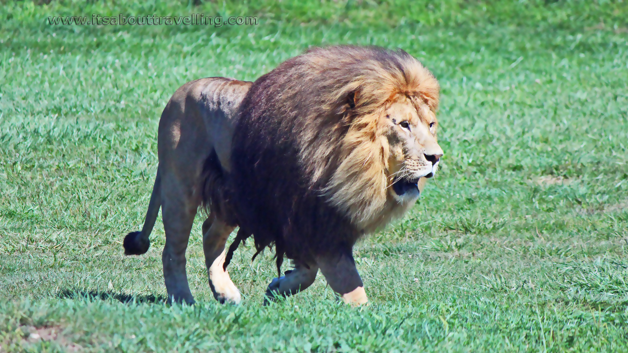 世界上最大的雄狮辛巴图片