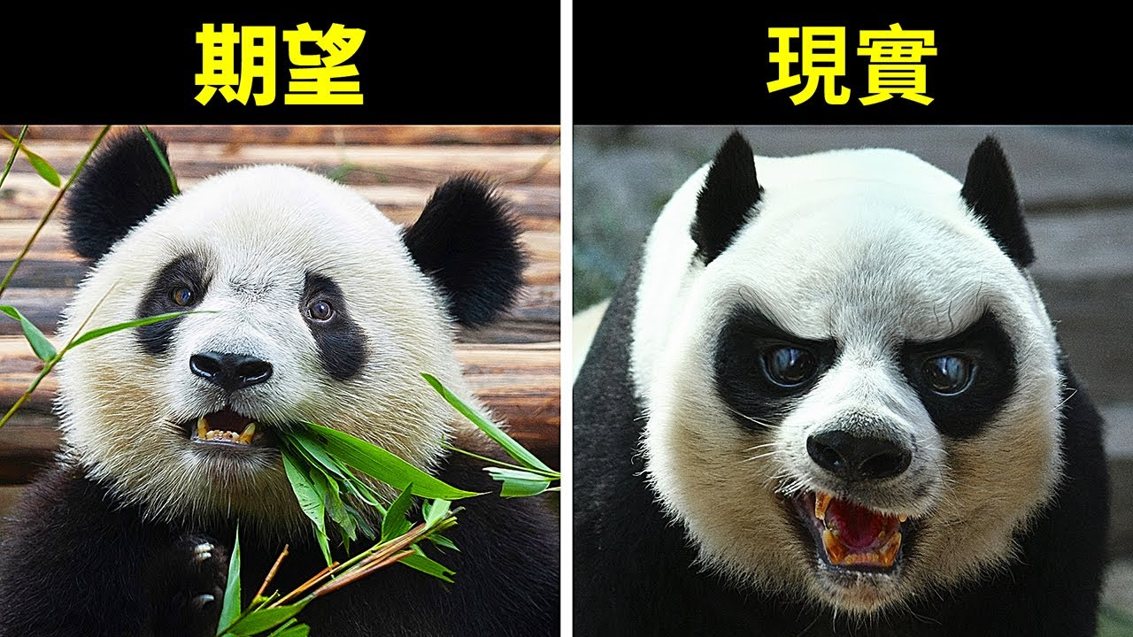 18種完全非無害的可愛動物
