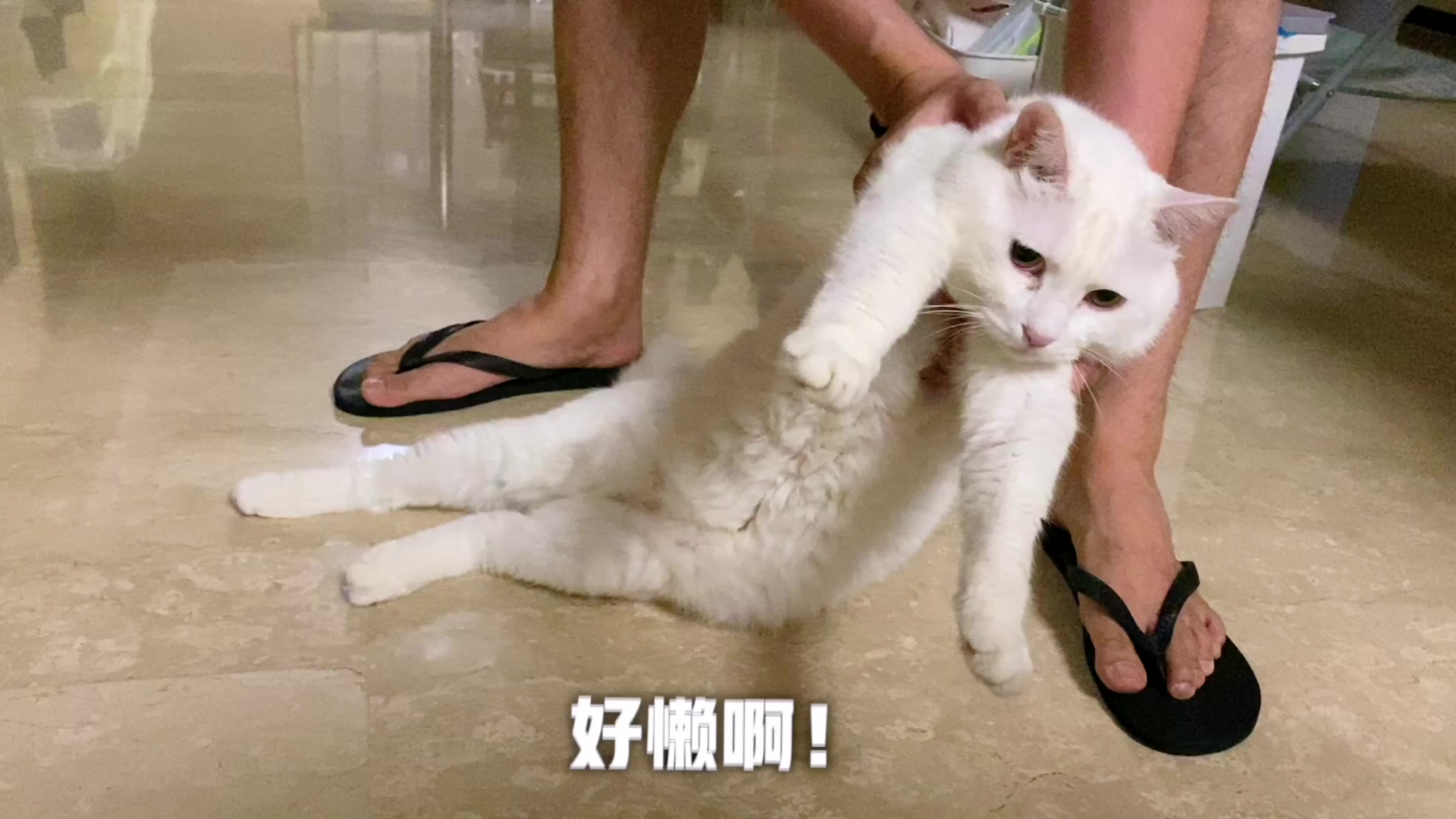 一只猫到底能懒到什么程度?