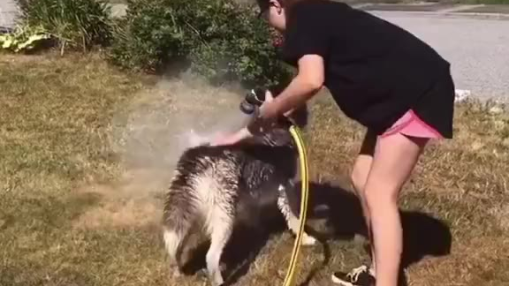 给狗洗澡到底有多难,这东西看别人养是真有意思
