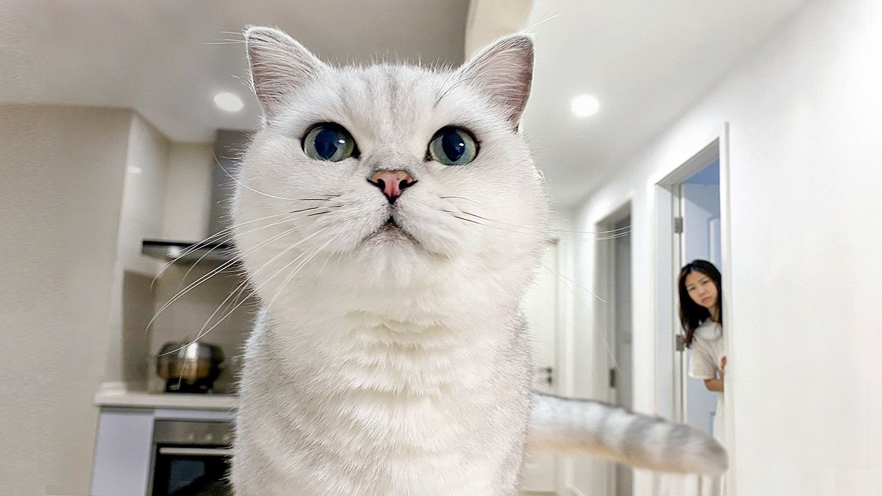 铲屎官挑战一天不理猫,会发生什么?结果太搞笑了!
