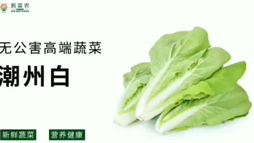 新菜农-潮州白-清炒快菜