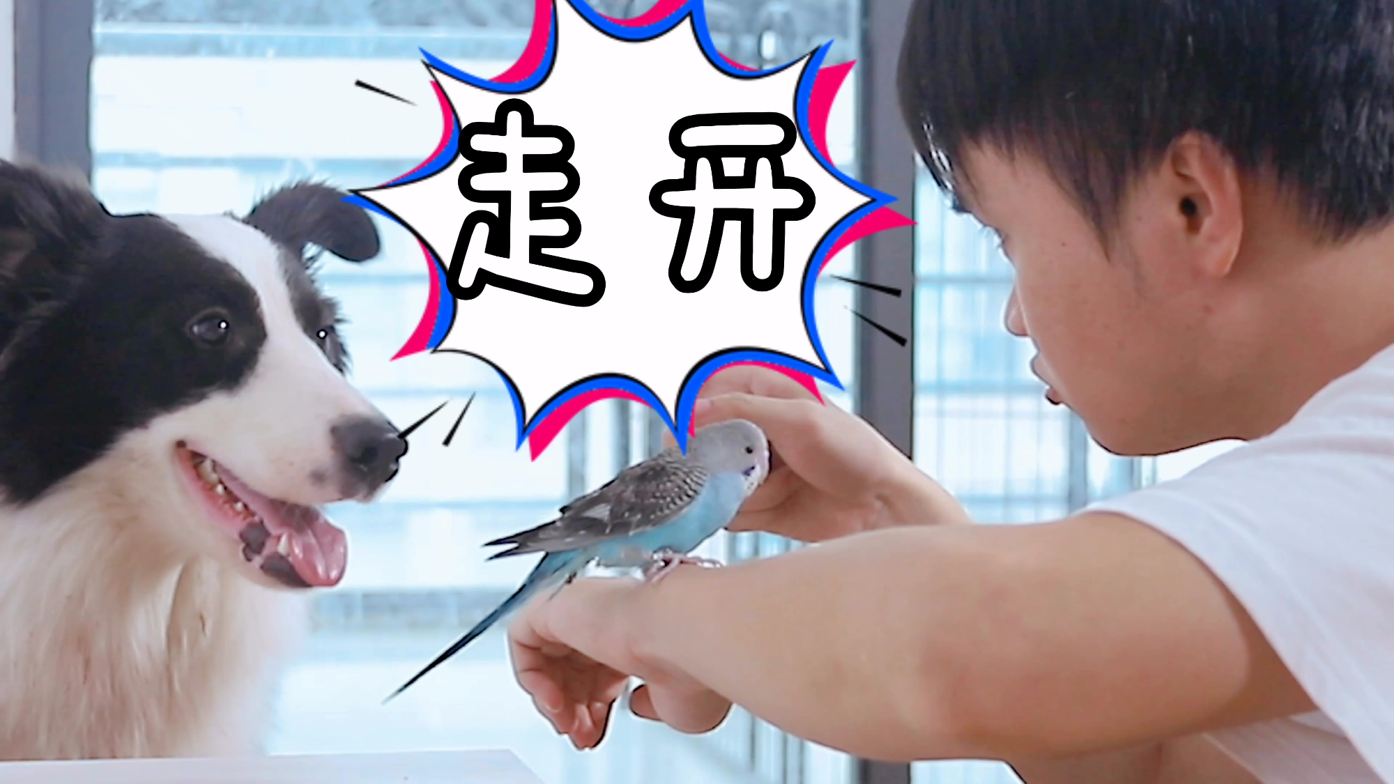 【超A新生计划】主人只对鹦鹉宠爱有加,边牧撒娇吃醋,最后直接黑化