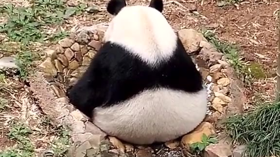断水流大师熊…