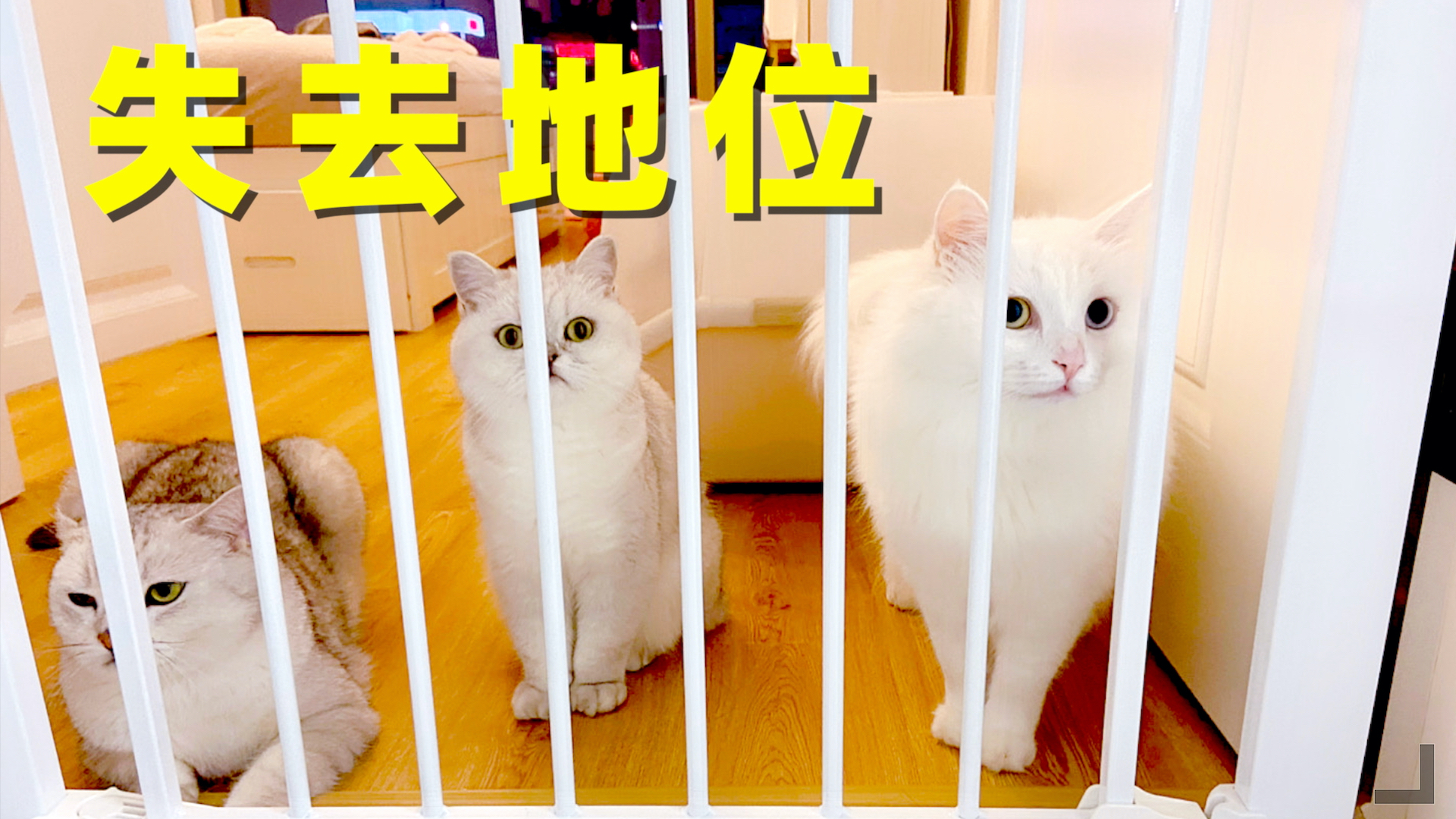 养猫五年第一次养狗,猫咪逐渐被遗忘,狗儿子地位上升