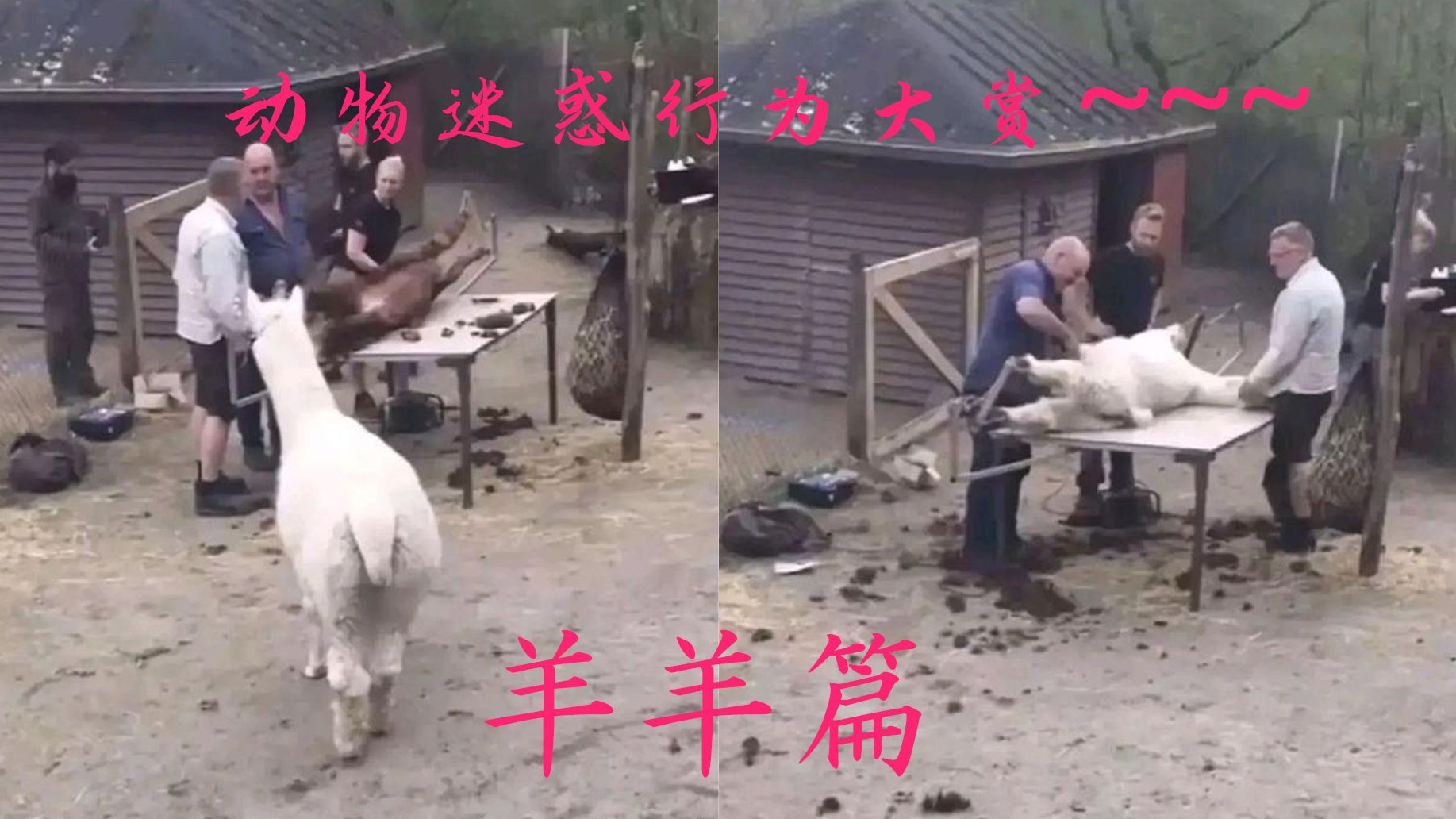 动物的迷惑行为大赏