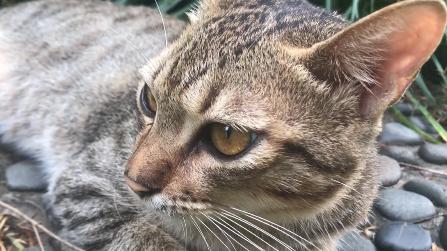 母狸花猫爱摸摸,温顺爱挨人,还有一双圆圆很漂亮的大眼睛