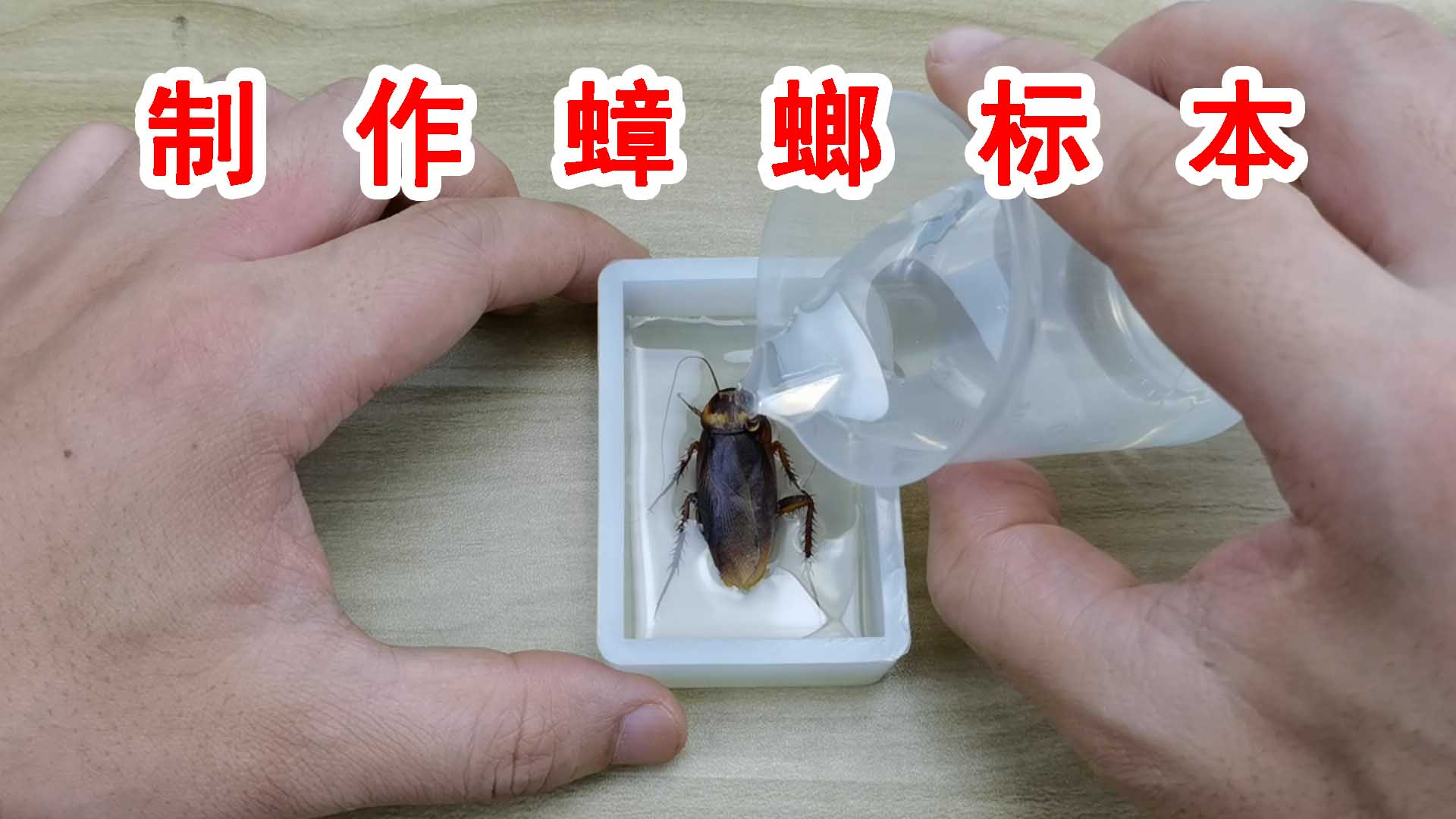在家里抓到一只南方大蟑螂!直接把它做成水晶标本!