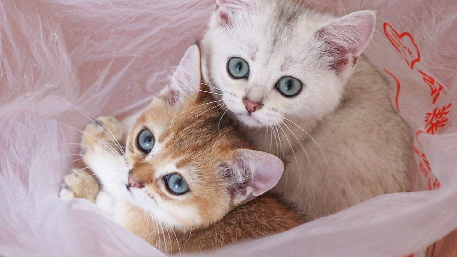 塑料袋里有两只小猫咪在等你,不来看看嘛