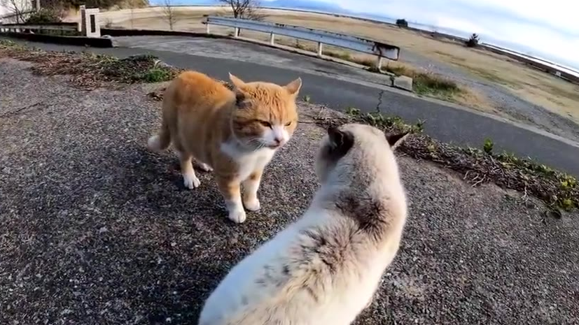 两只猫在海边吵架,虽然听不懂,但我觉得橘猫说得对