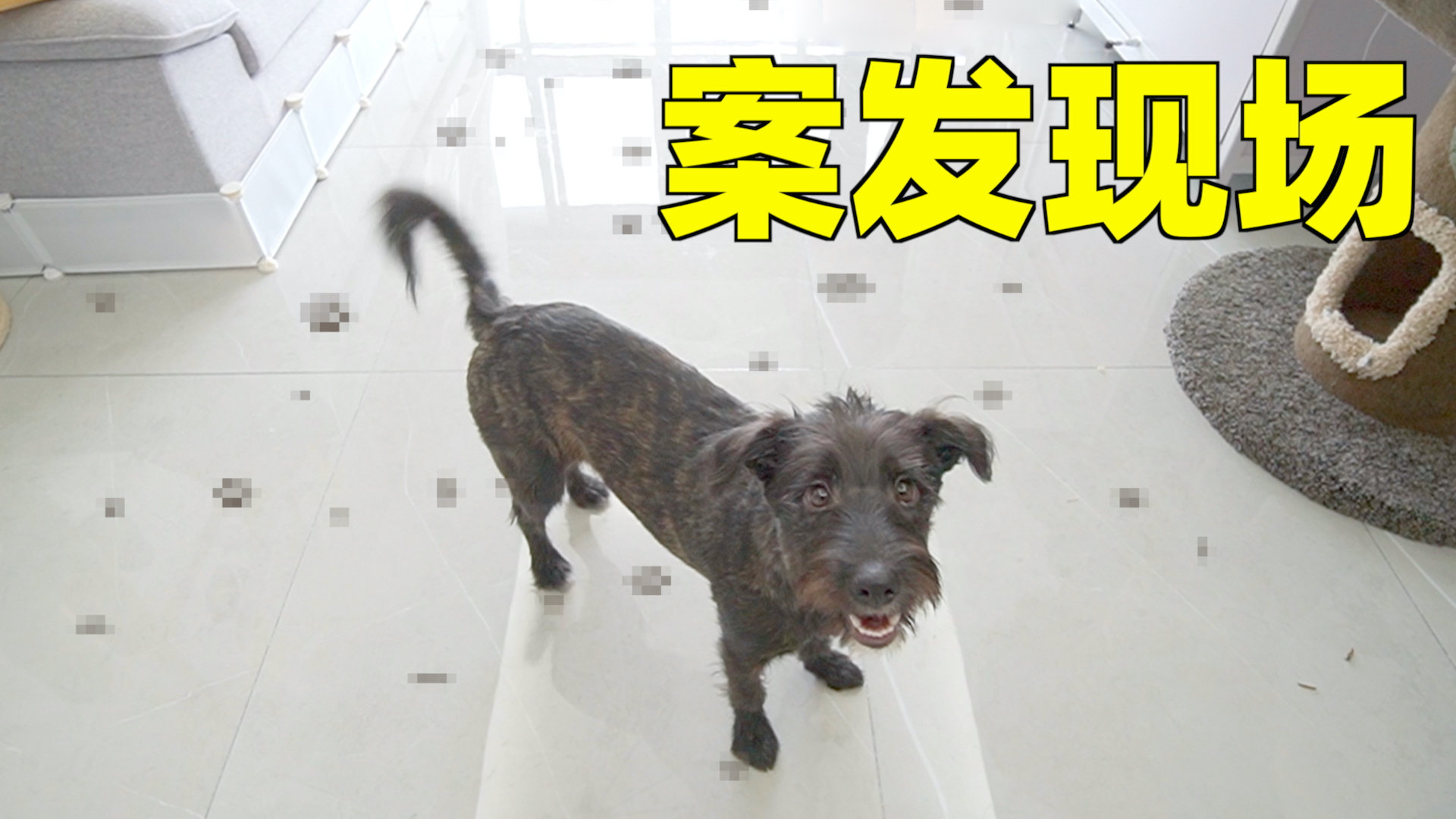养狗第三天,拉的满客厅都是粑粑,气得把狗直接送走