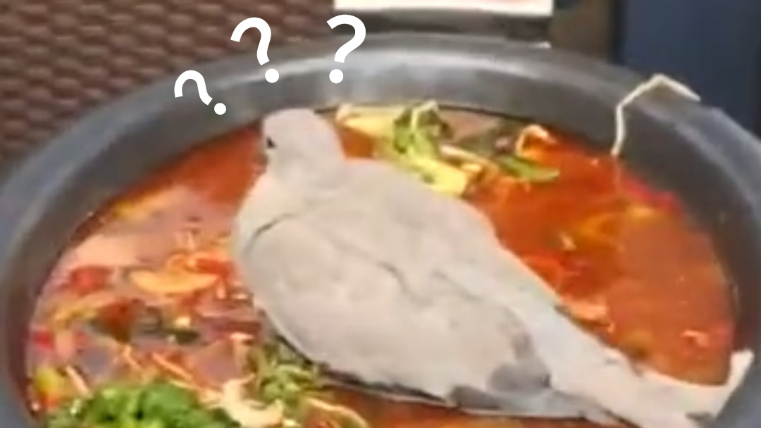 《 神 奇 动 物 在 哪 里 》
