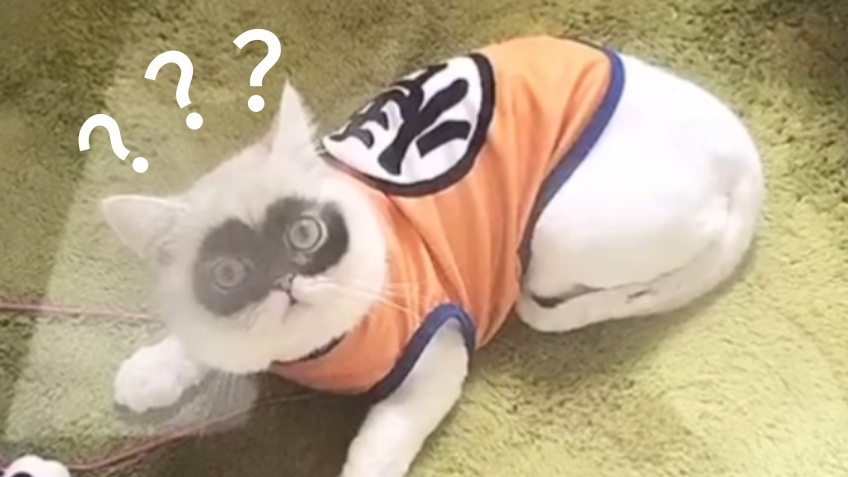 《 动 物 迷 惑 行 为 大 赏 XⅨ 》