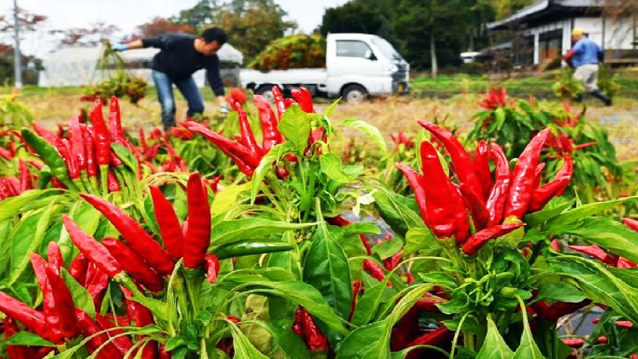 鹰爪辣椒-日本辣椒种植和收获-日本传统香料