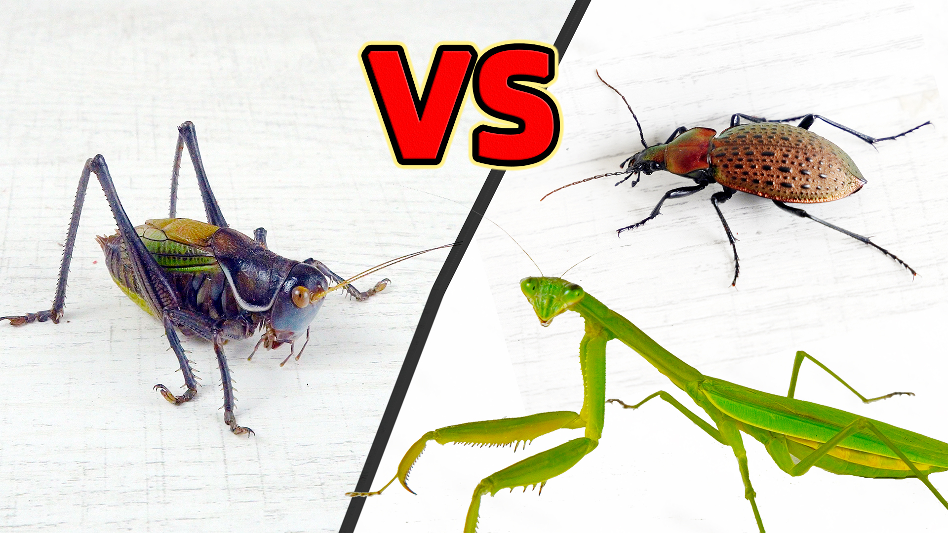 ω?)ノ- ( ゜- ゜)つロ