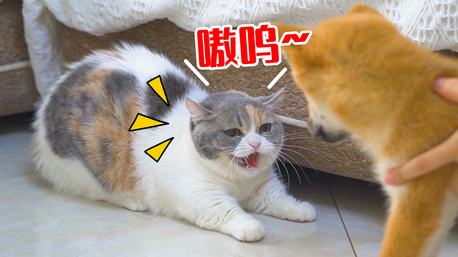 小柴犬刚来新家,就惨遭4只猫暴打,太惨了!
