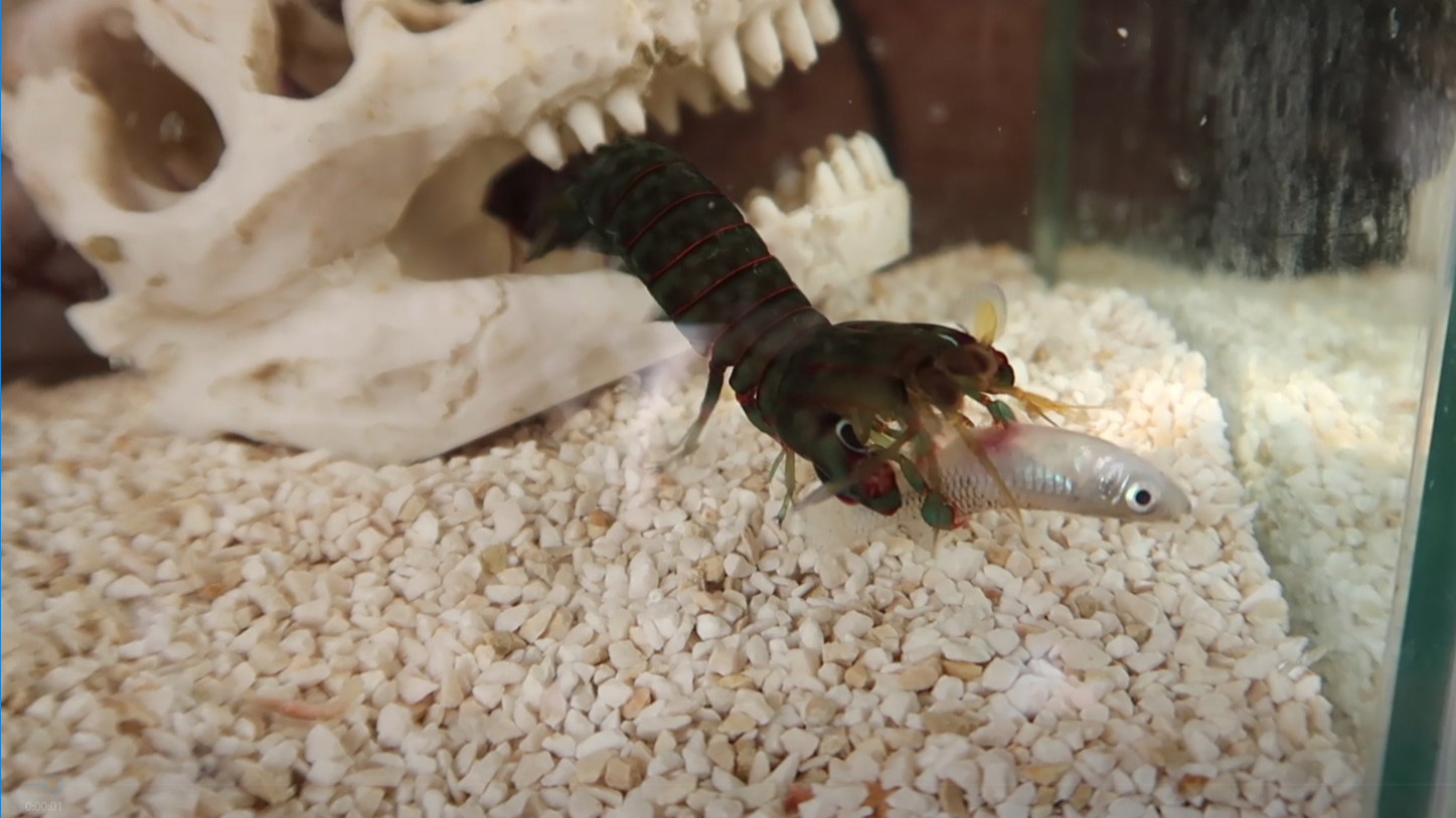 【海洋生物】猎杀!螳螂虾捕食小鱼