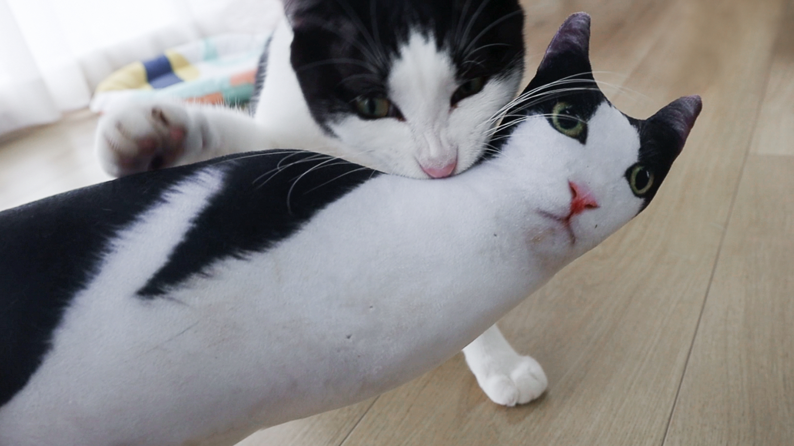 主人和猫抱枕亲热不理猫,猫咪醋炸了,把抱枕按在地上暴打!