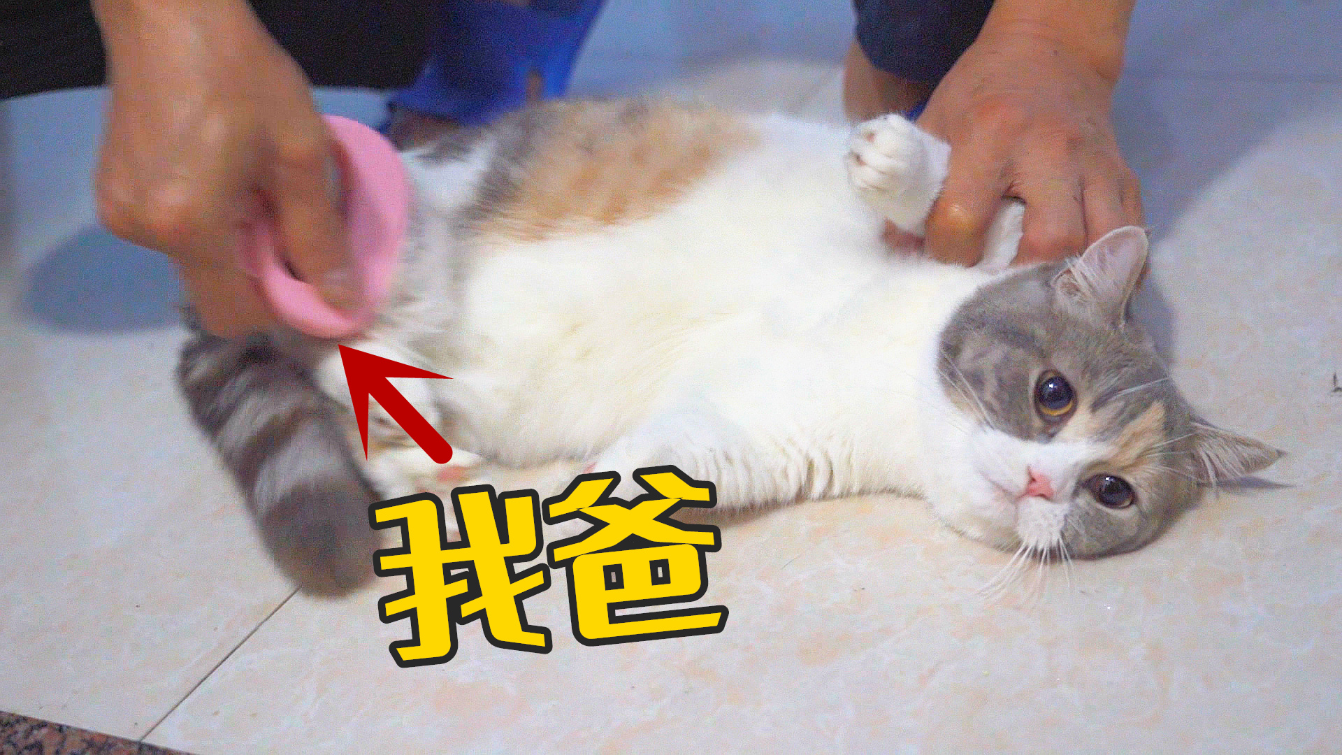 自从带猫回家后,我爸天天追着猫玩,快把猫逼疯了!