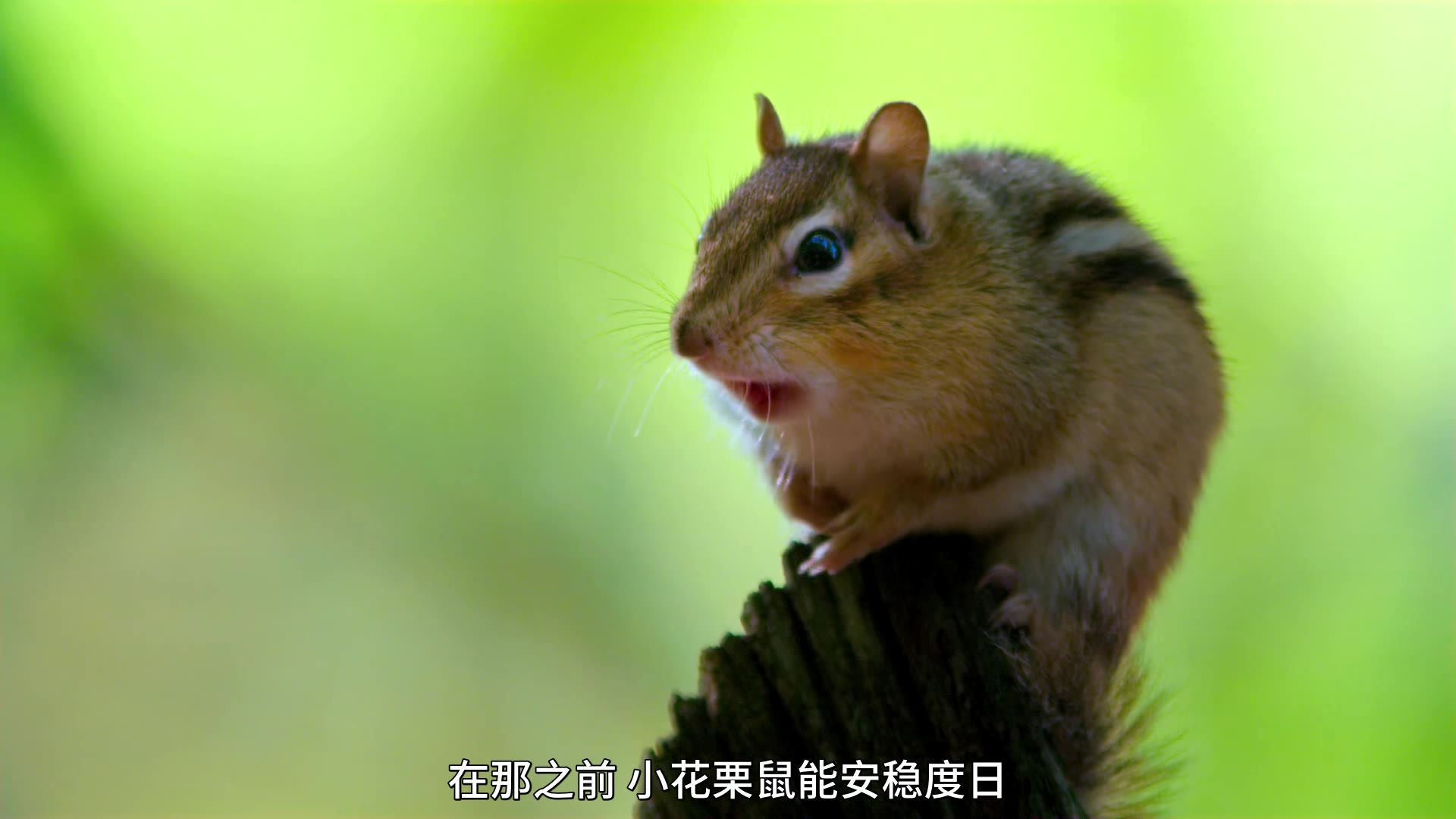 【纪录片】【小小的世界】【S01E05】【2020】【中字】【1080P】