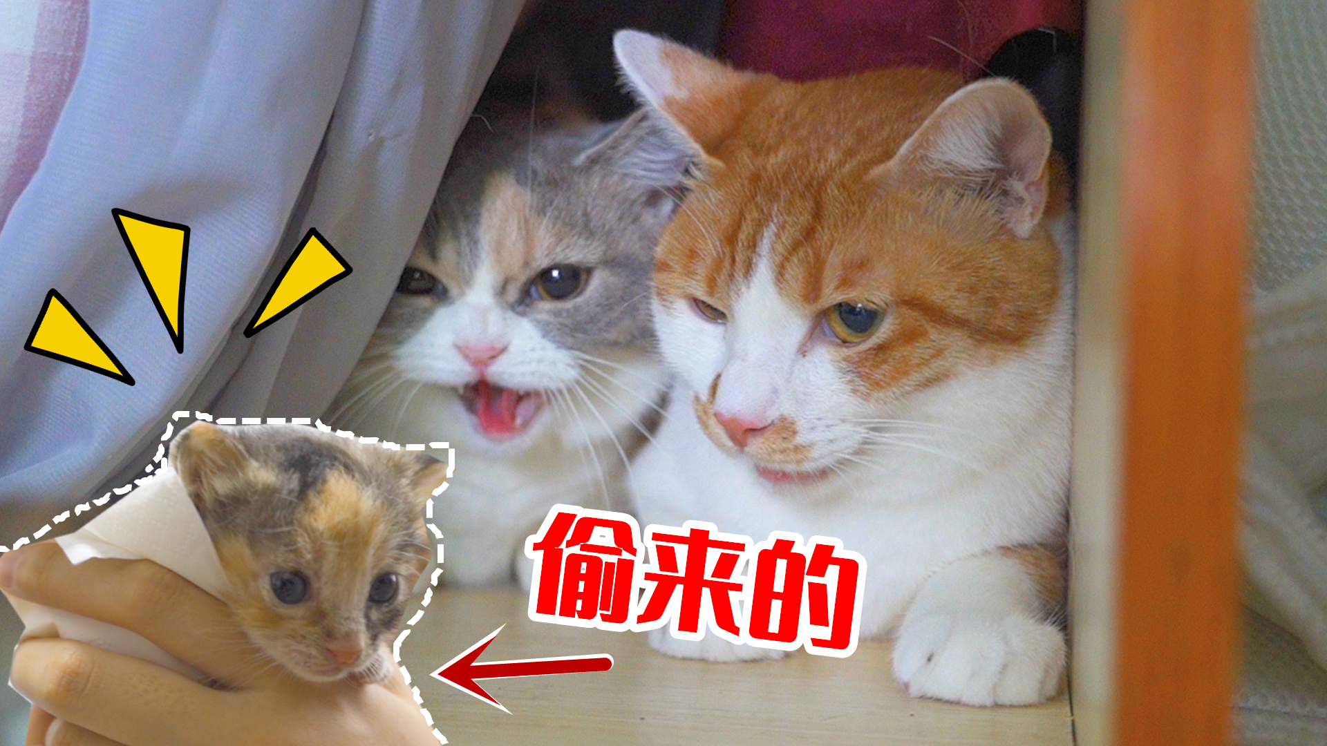 主人趁母猫不在,偷走小奶猫给家里公猫当孩子!