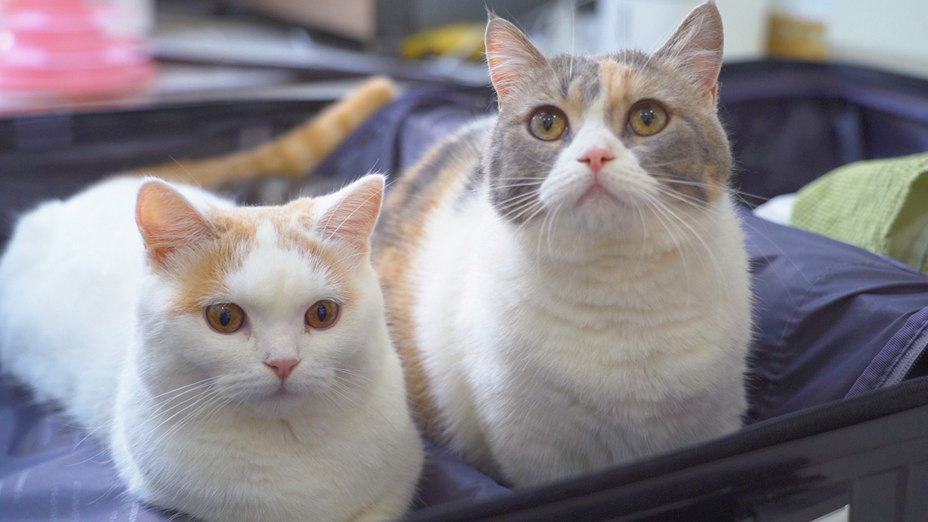 猫咪离家7天,还会记得原来的家吗?猫:熟悉又陌生!