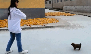 262:沙雕表妹在线玩狗!!