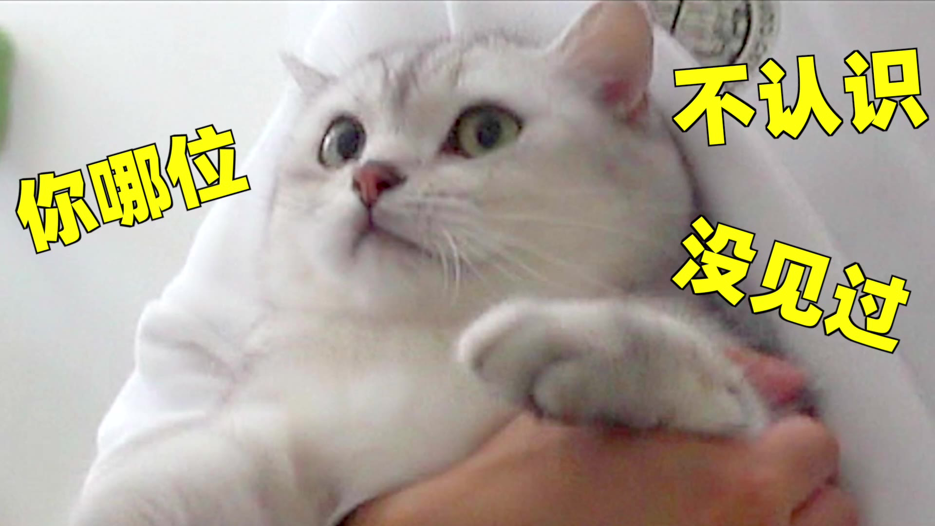 出差三天不回家,猫咪翻脸不认人,猫:喂!妖妖灵吗?