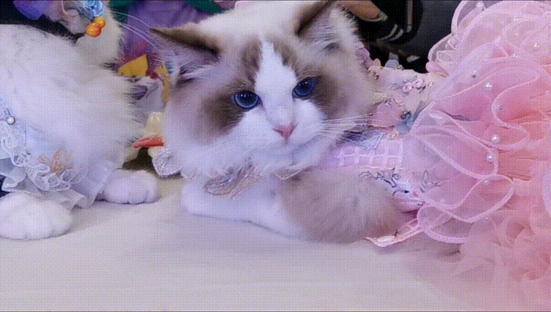 【乌拉喵·猫片】猫赛到底干啥,互殴吗?有抽奖哦~