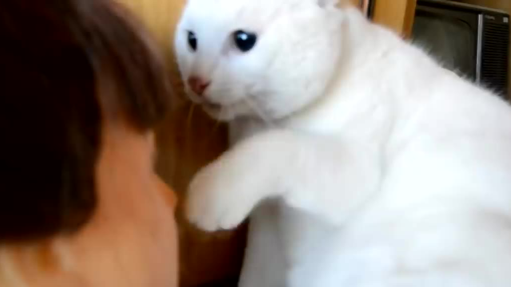 害怕时的猫猫