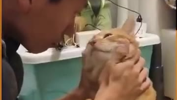 猫咪说爱你的方式